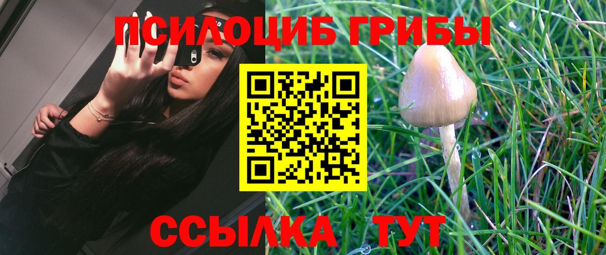 Псилоцибиновые грибы Psilocybine cubensis Татарск